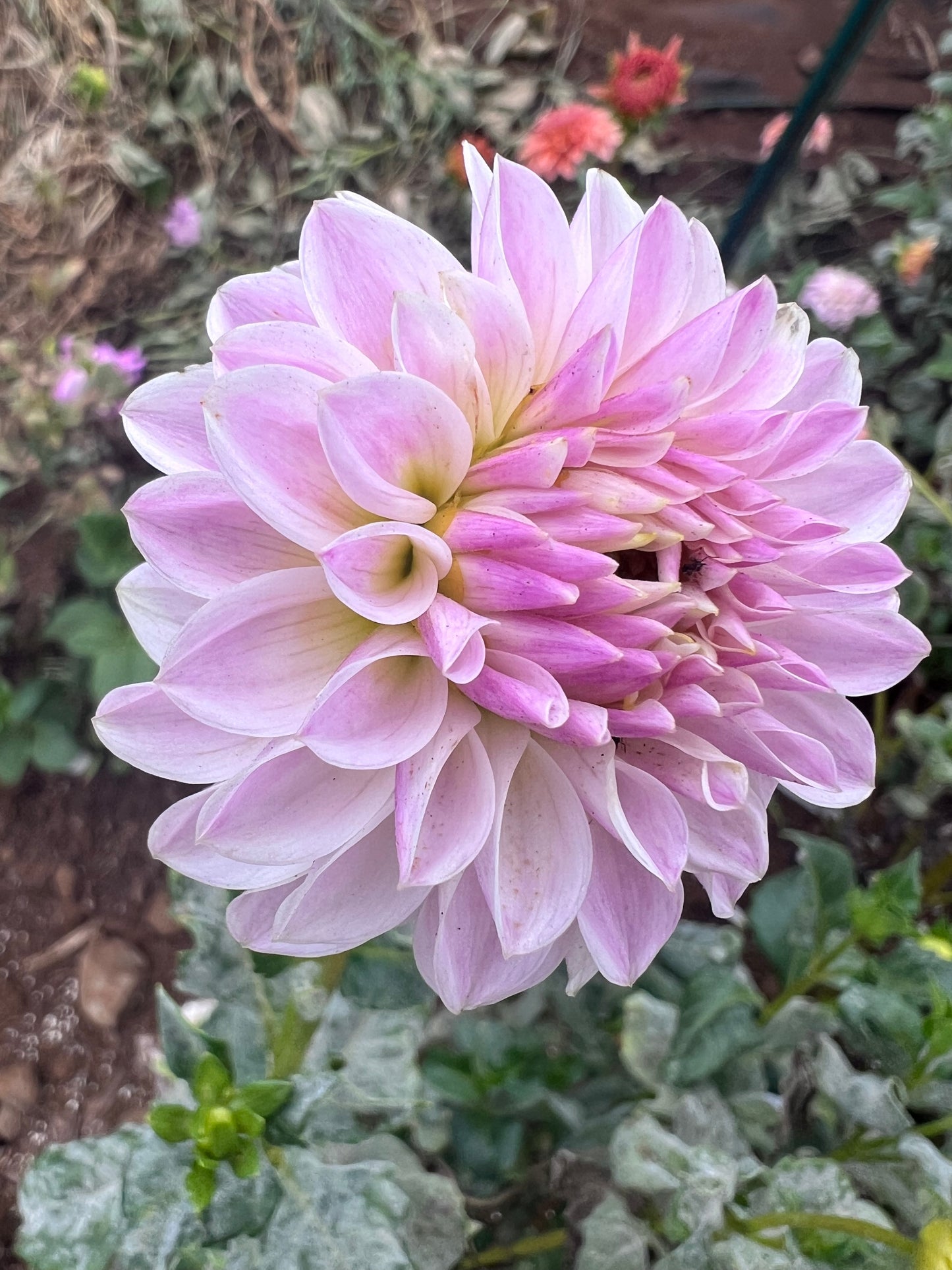 DAHLIA TAHOMA KELLI