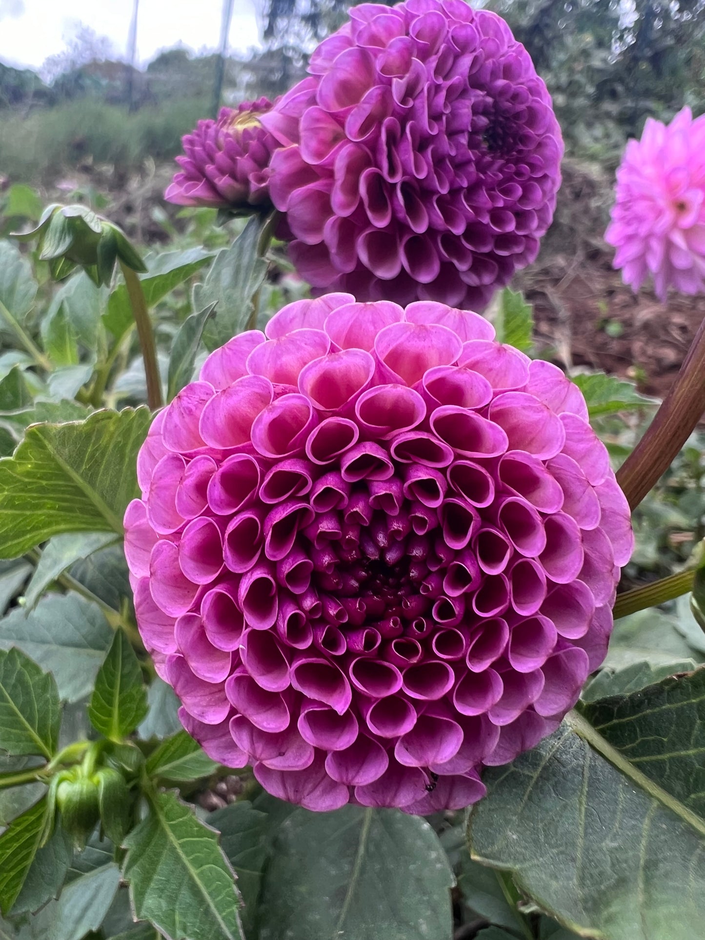 DAHLIA KOKO PUFF