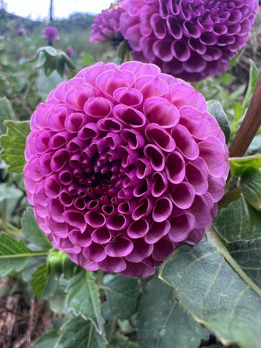 DAHLIA KOKO PUFF