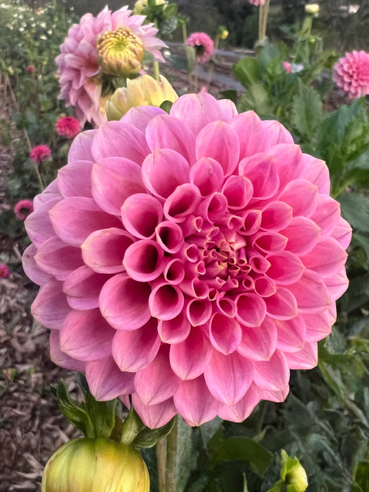 DAHLIA ROCK RUN ASHLEY
