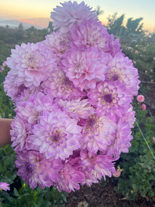 DAHLIA MIKAYLA MIRANDA