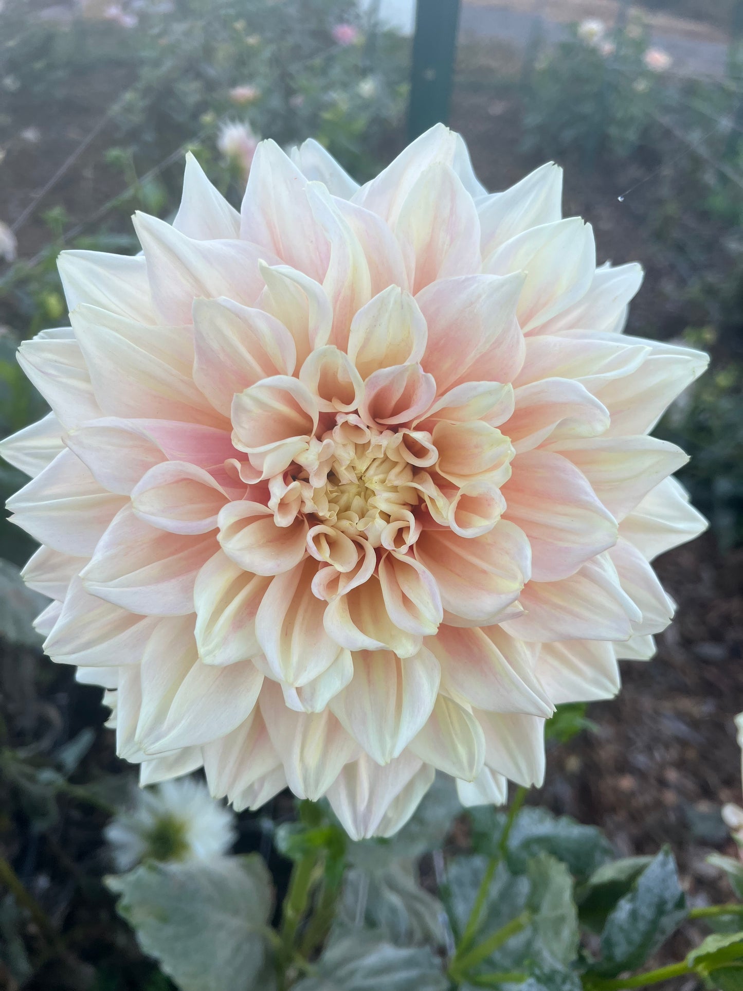 DAHLIA BREAKOUT