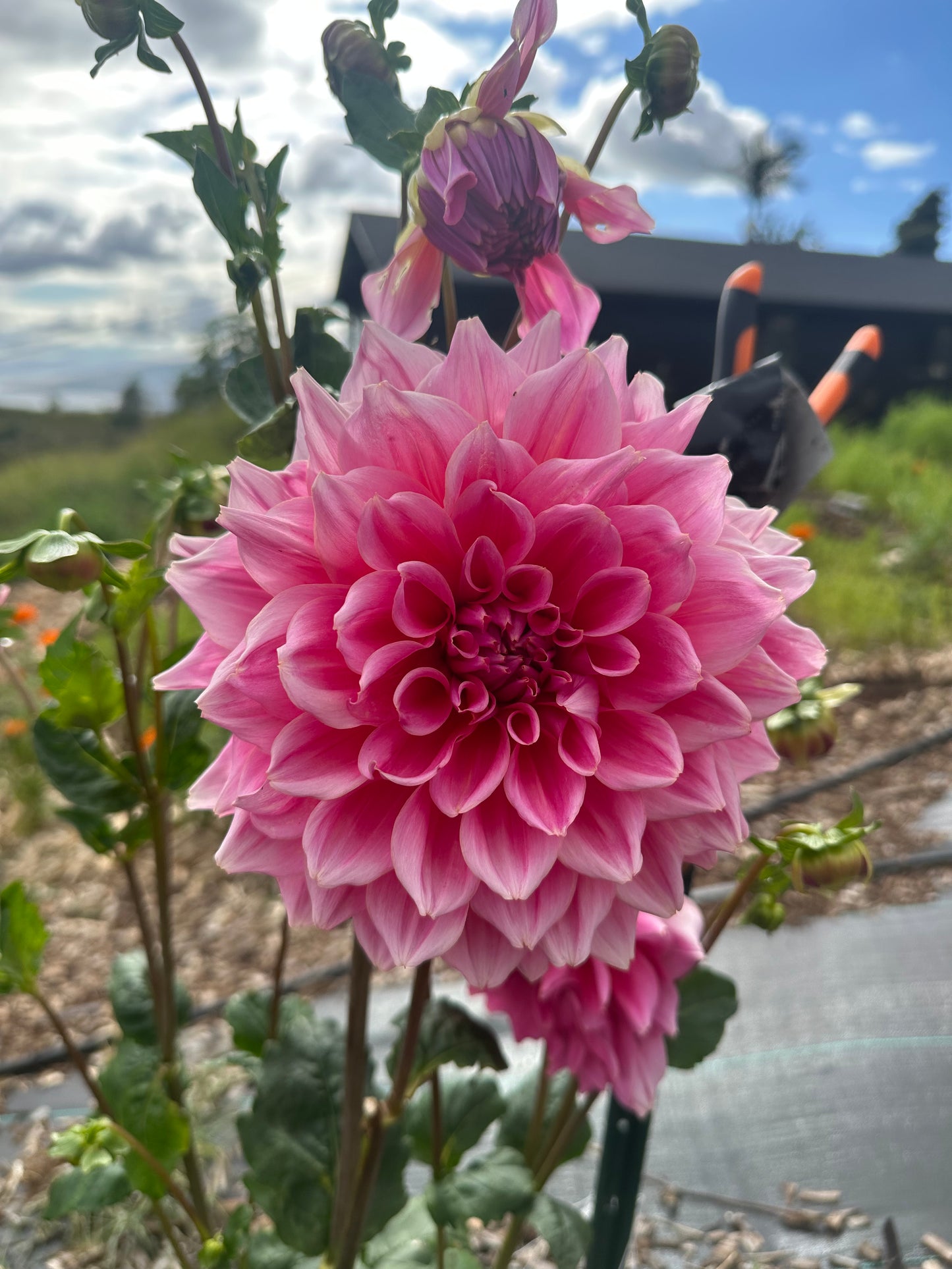 DAHLIA OTTOS THRILL