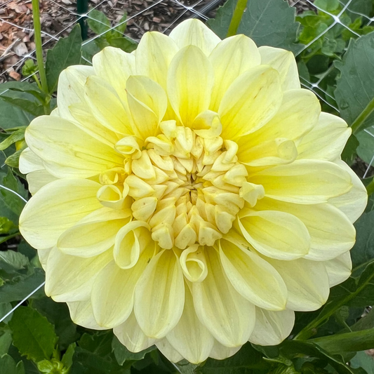 DAHLIA KDF BUTTERCREAM GLOW