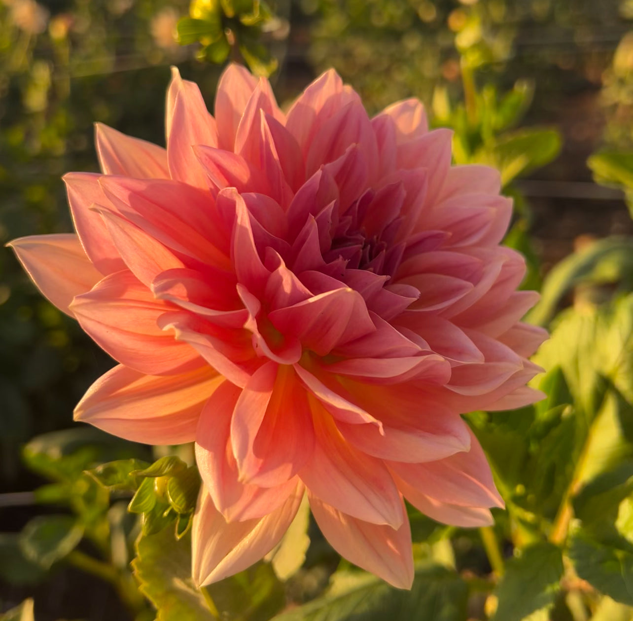 DAHLIA BARN BOUNTY