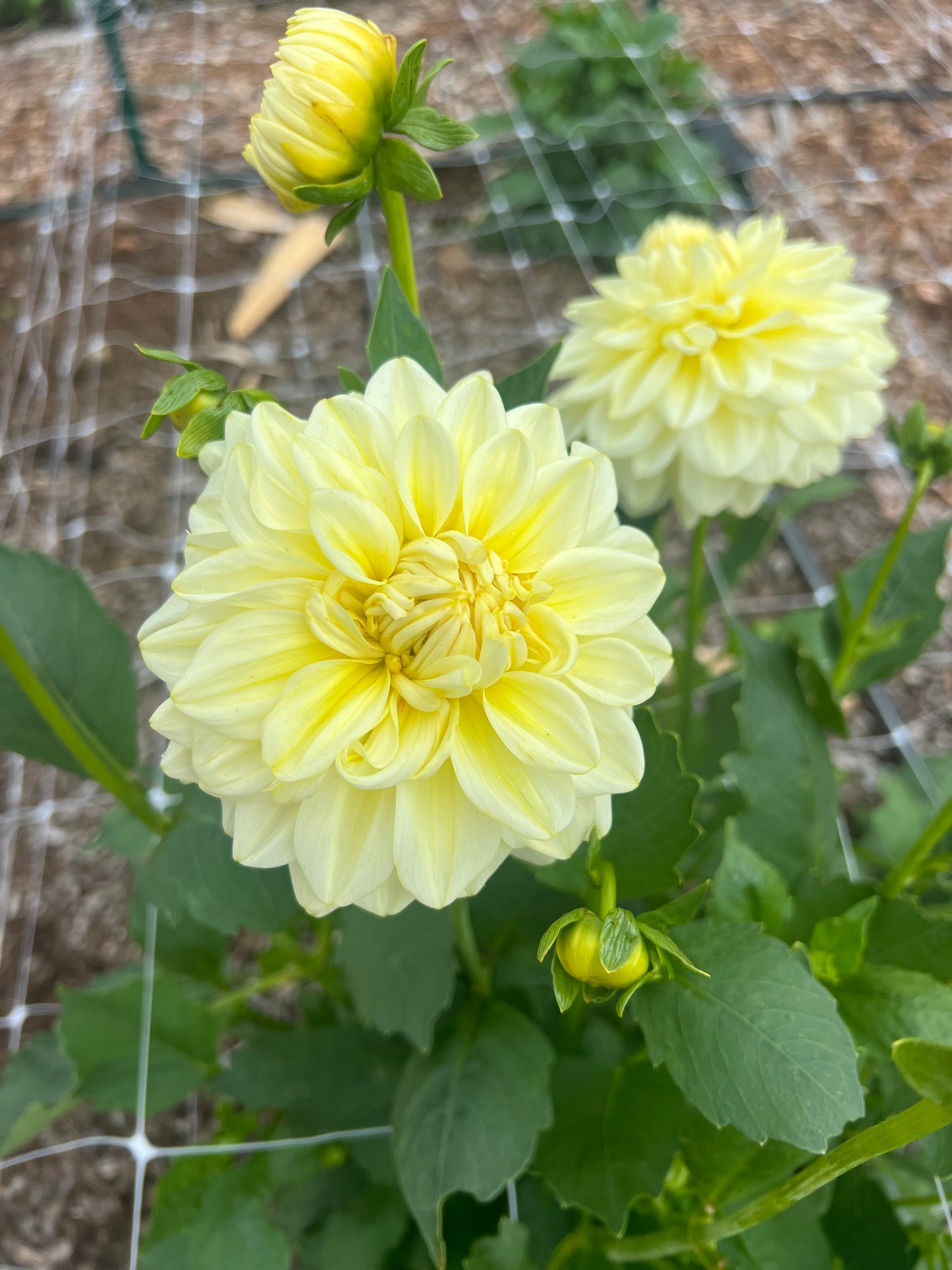 DAHLIA KDF BUTTERCREAM GLOW