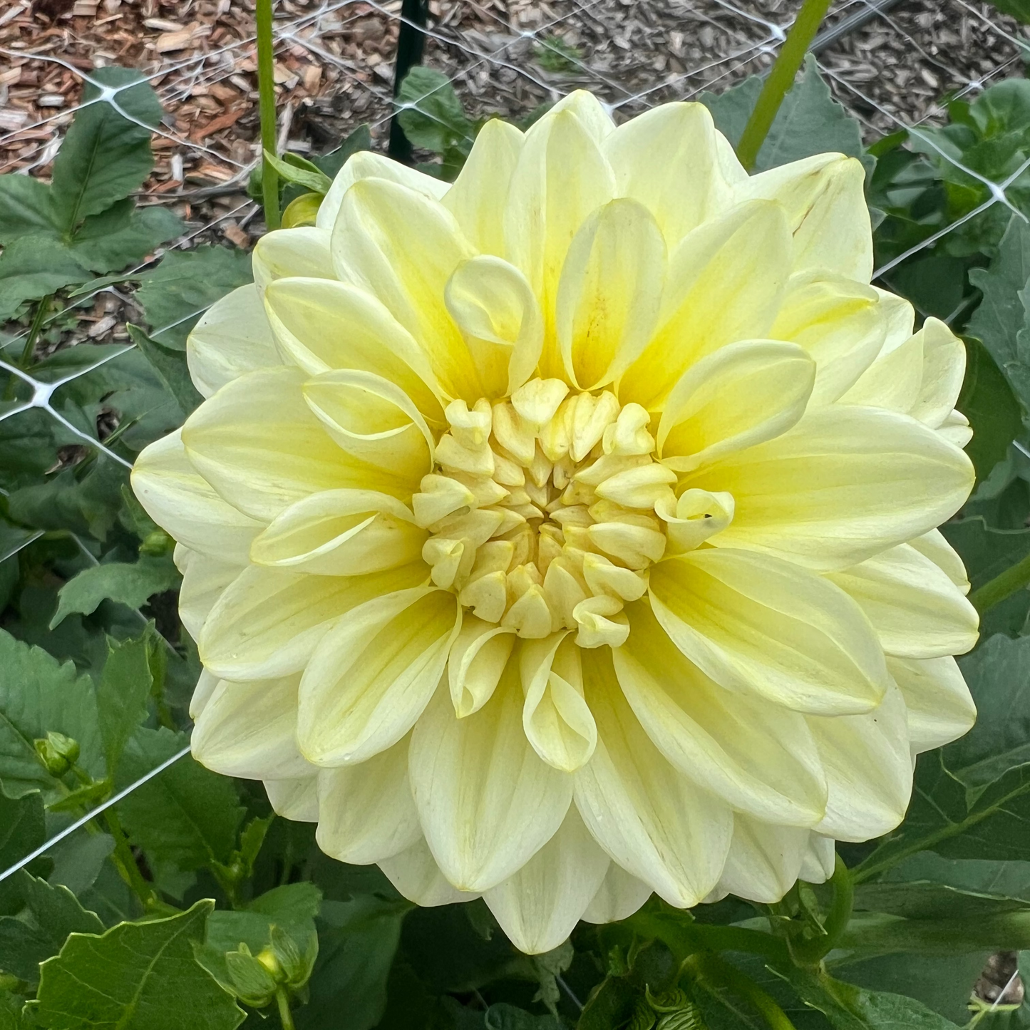 DAHLIA KDF BUTTERCREAM GLOW
