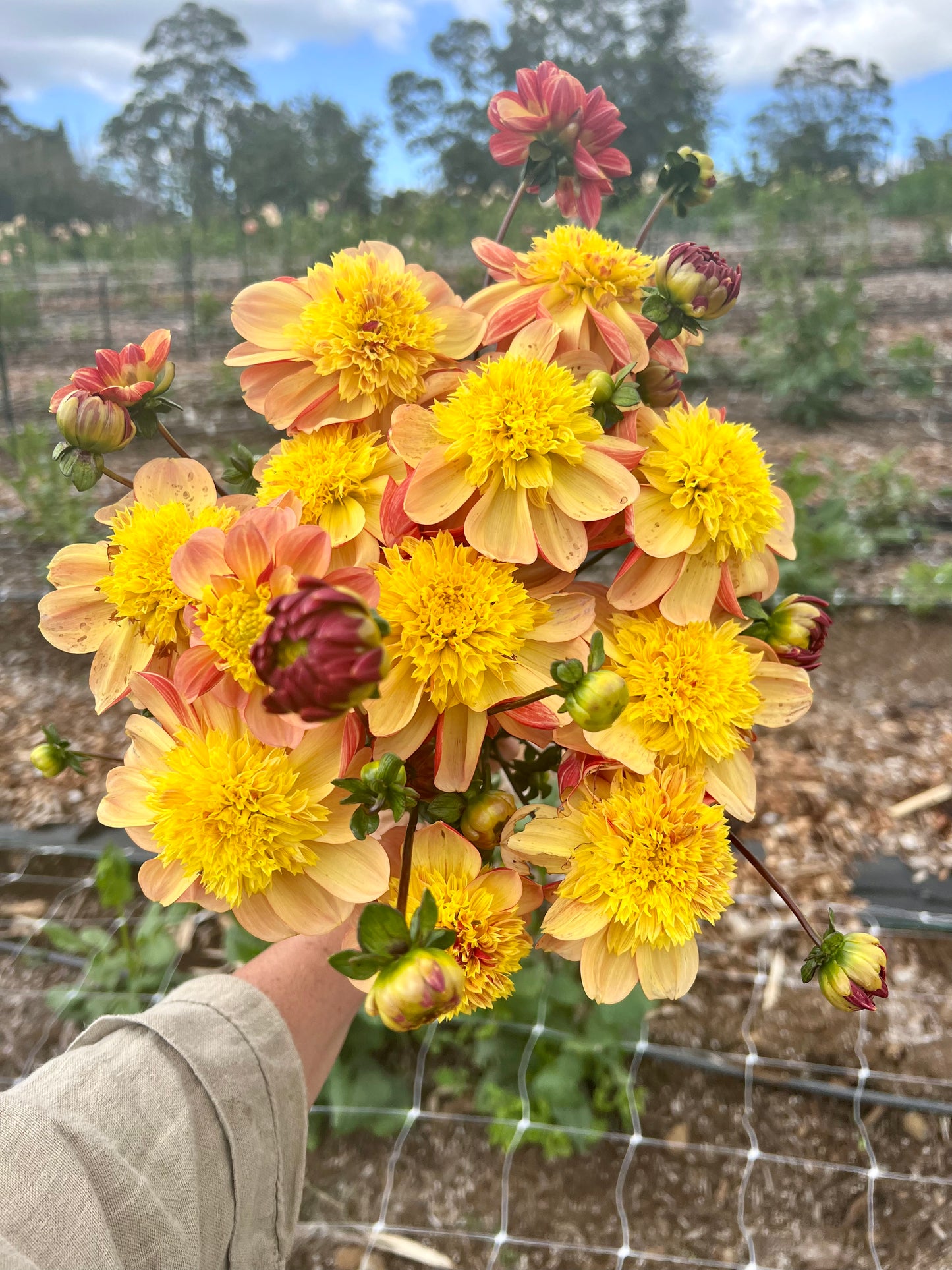 DAHLIA MYSTERY YELLOW