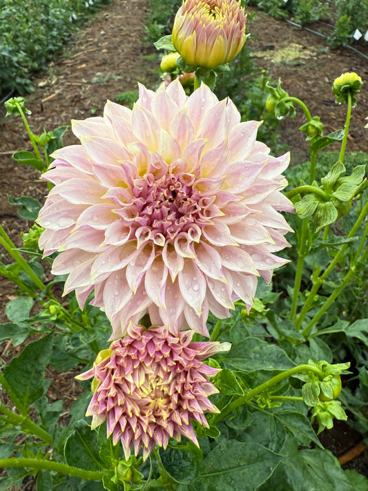 DAHLIA CHAMPAGNE