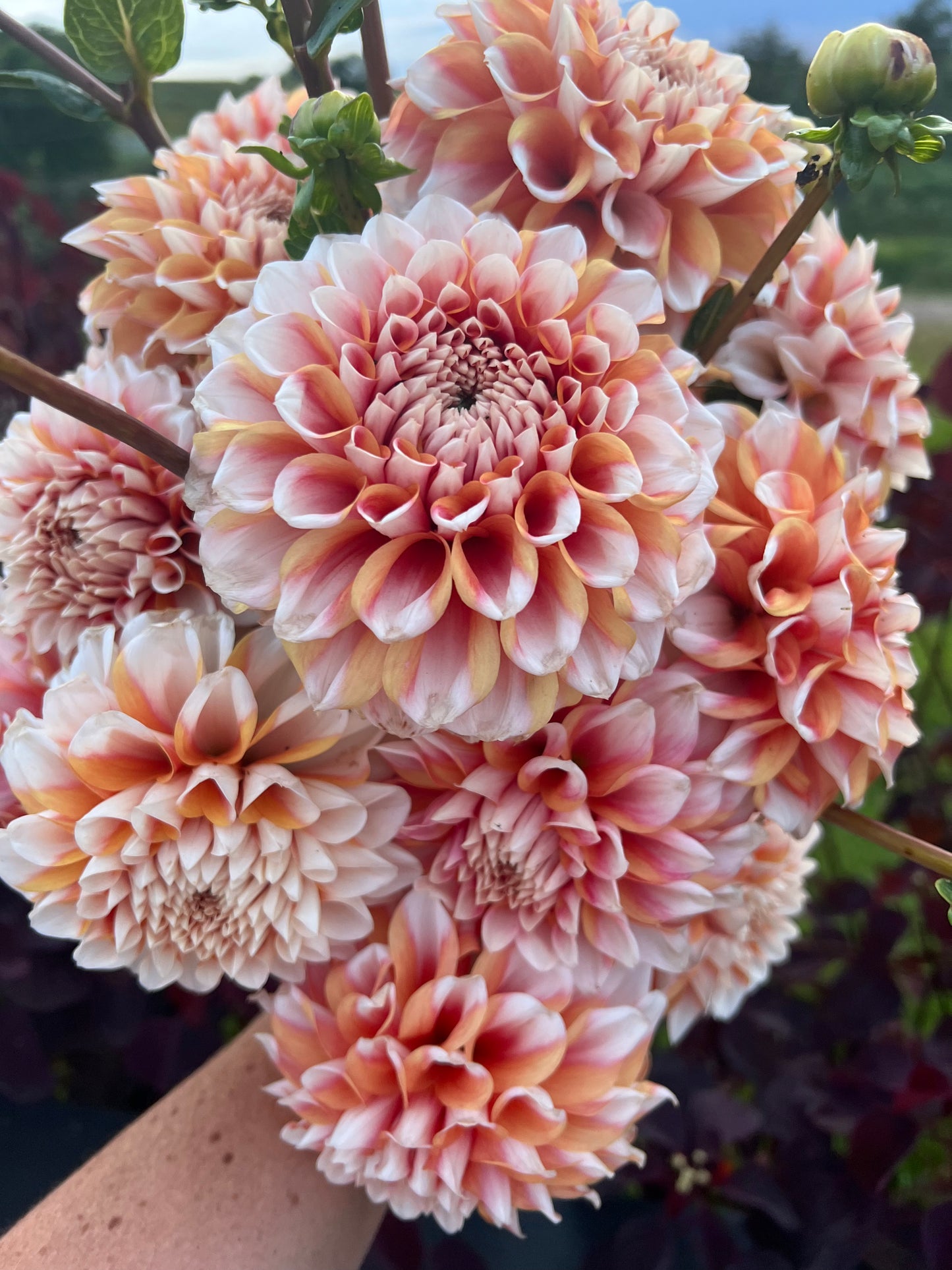 DAHLIA HOLLYHILL ORANGE ICE