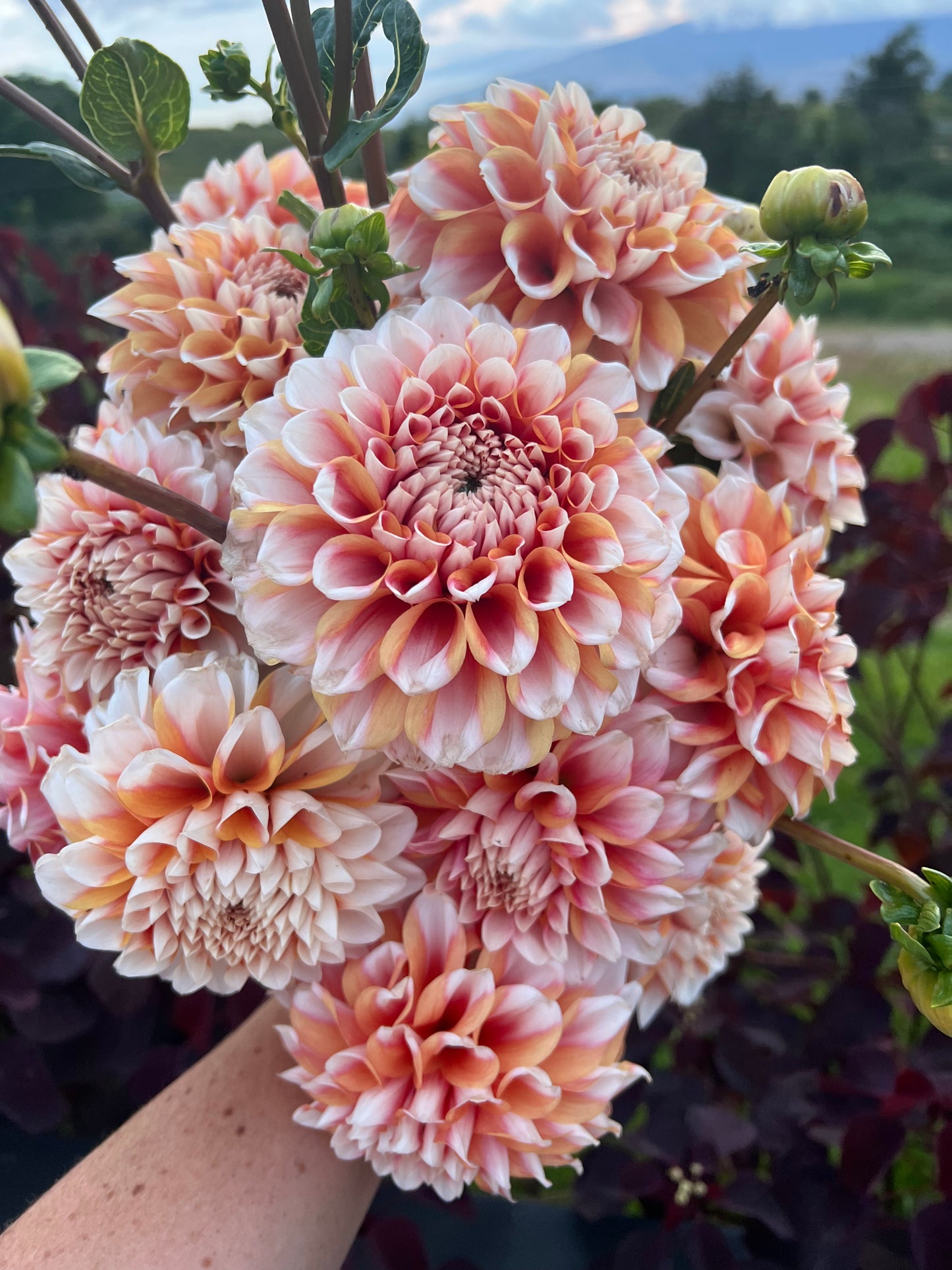 DAHLIA HOLLYHILL ORANGE ICE