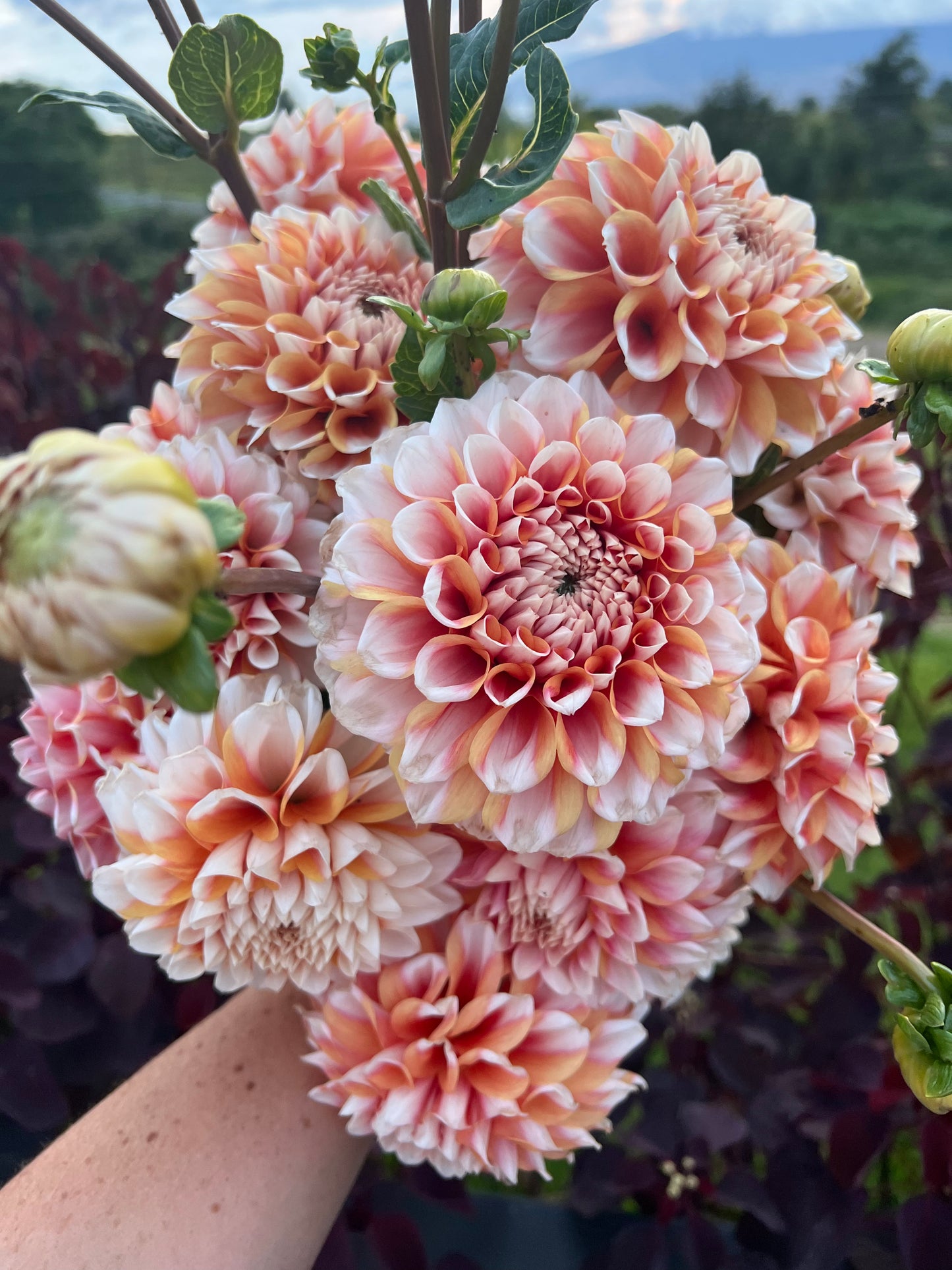 DAHLIA HOLLYHILL ORANGE ICE