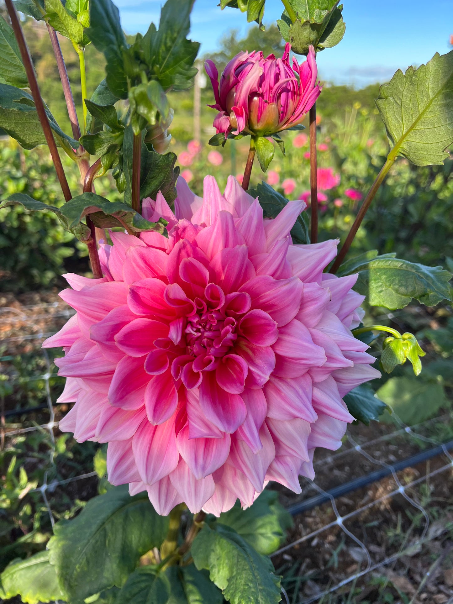 DAHLIA OTTOS THRILL