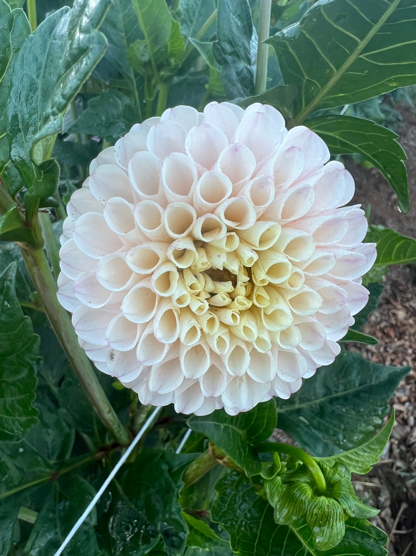 DAHLIA CAMANO ZOE