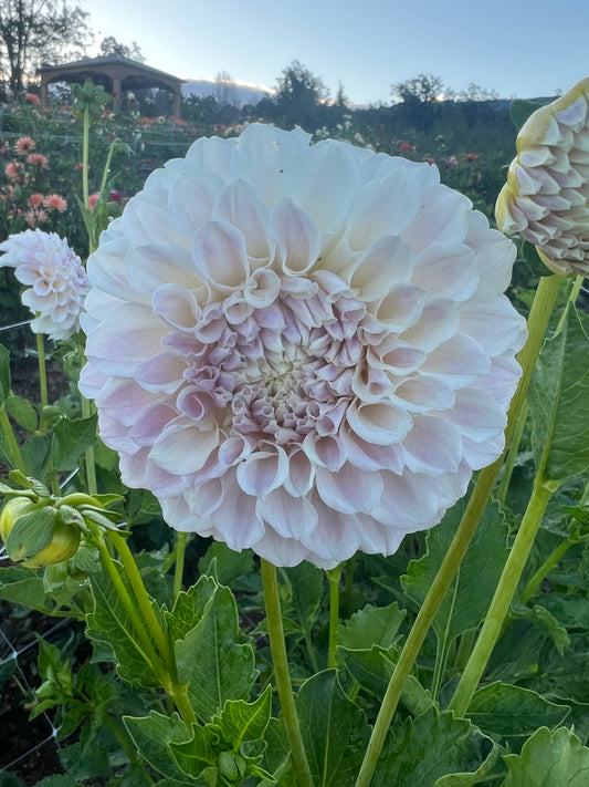 DAHLIA IRISH RUFFLES