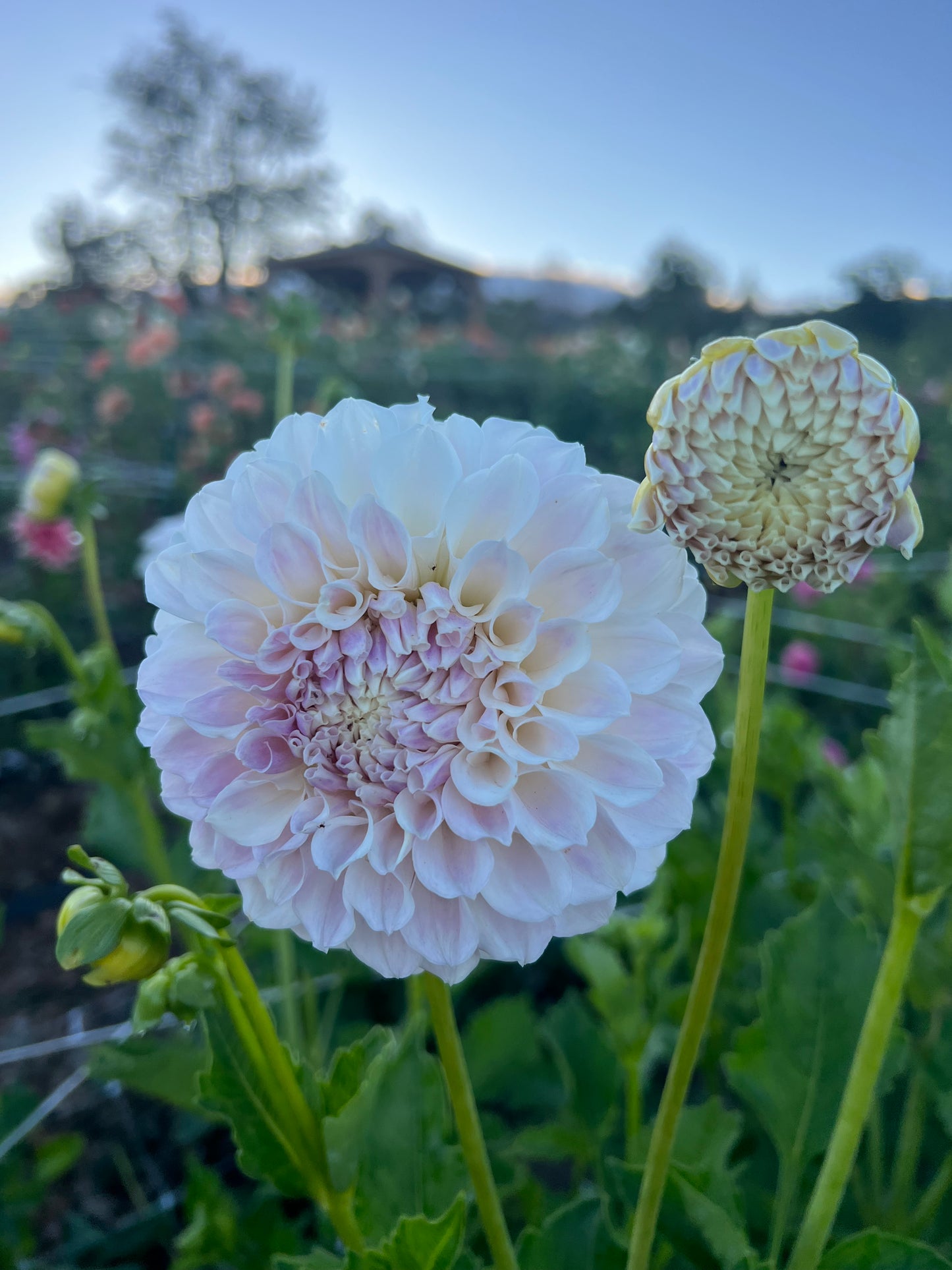 DAHLIA IRISH RUFFLES