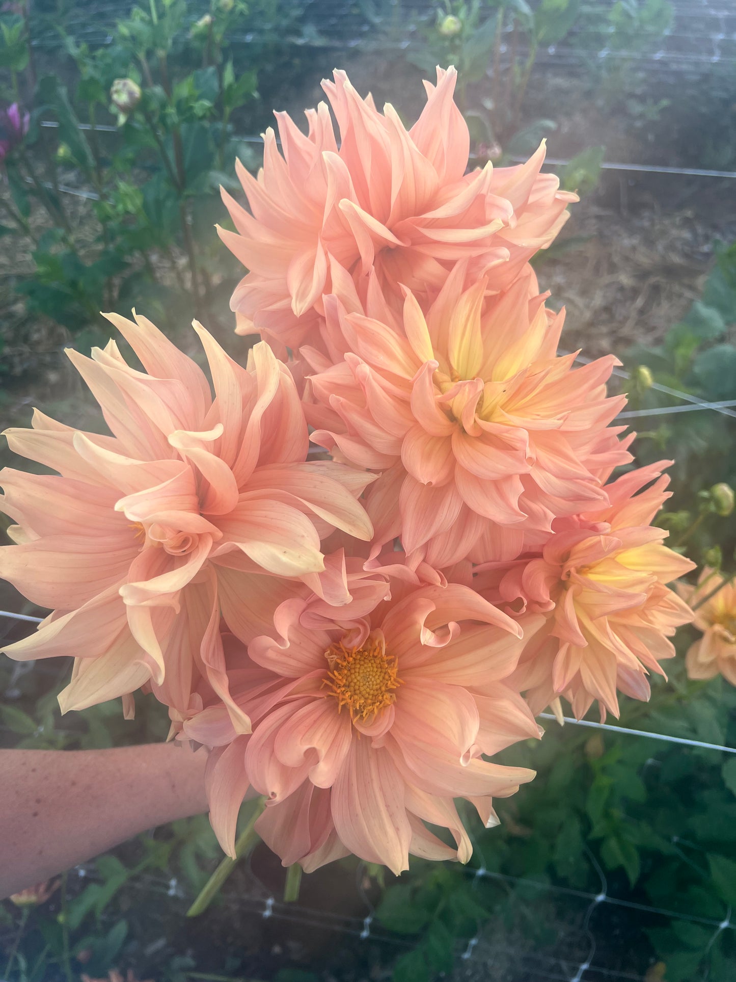 DAHLIA HONEYMOON