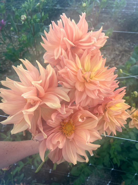 DAHLIA honeymoon