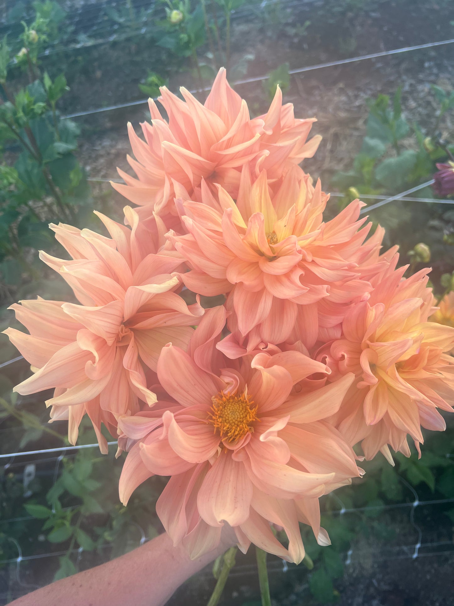 DAHLIA HONEYMOON