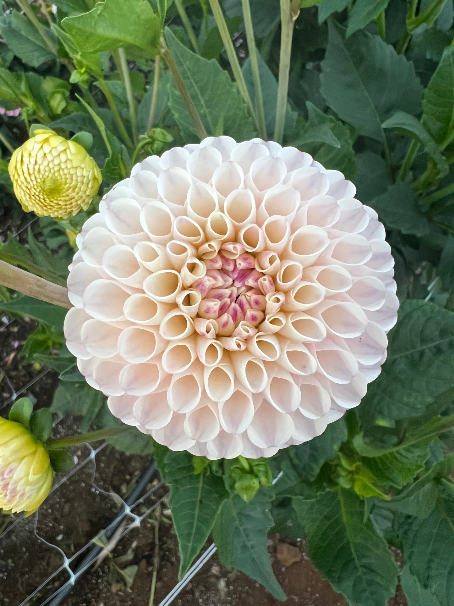 DAHLIA CAMANO ZOE