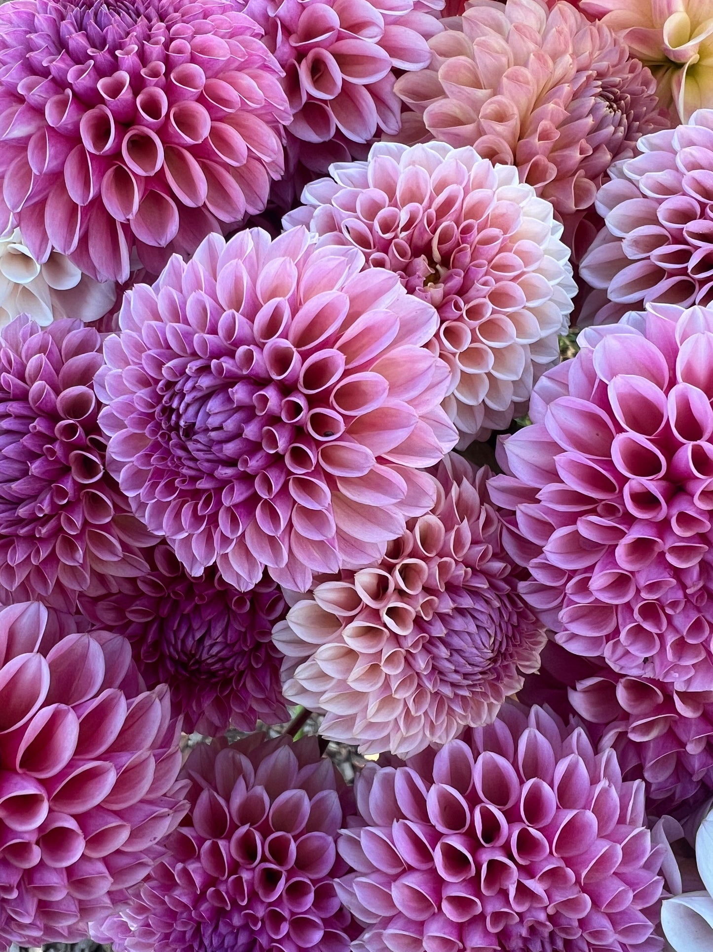 DAHLIA BRACKEN ROSE