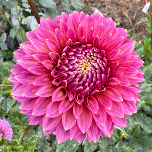 DAHLIA BLOOMQUIST MOJO