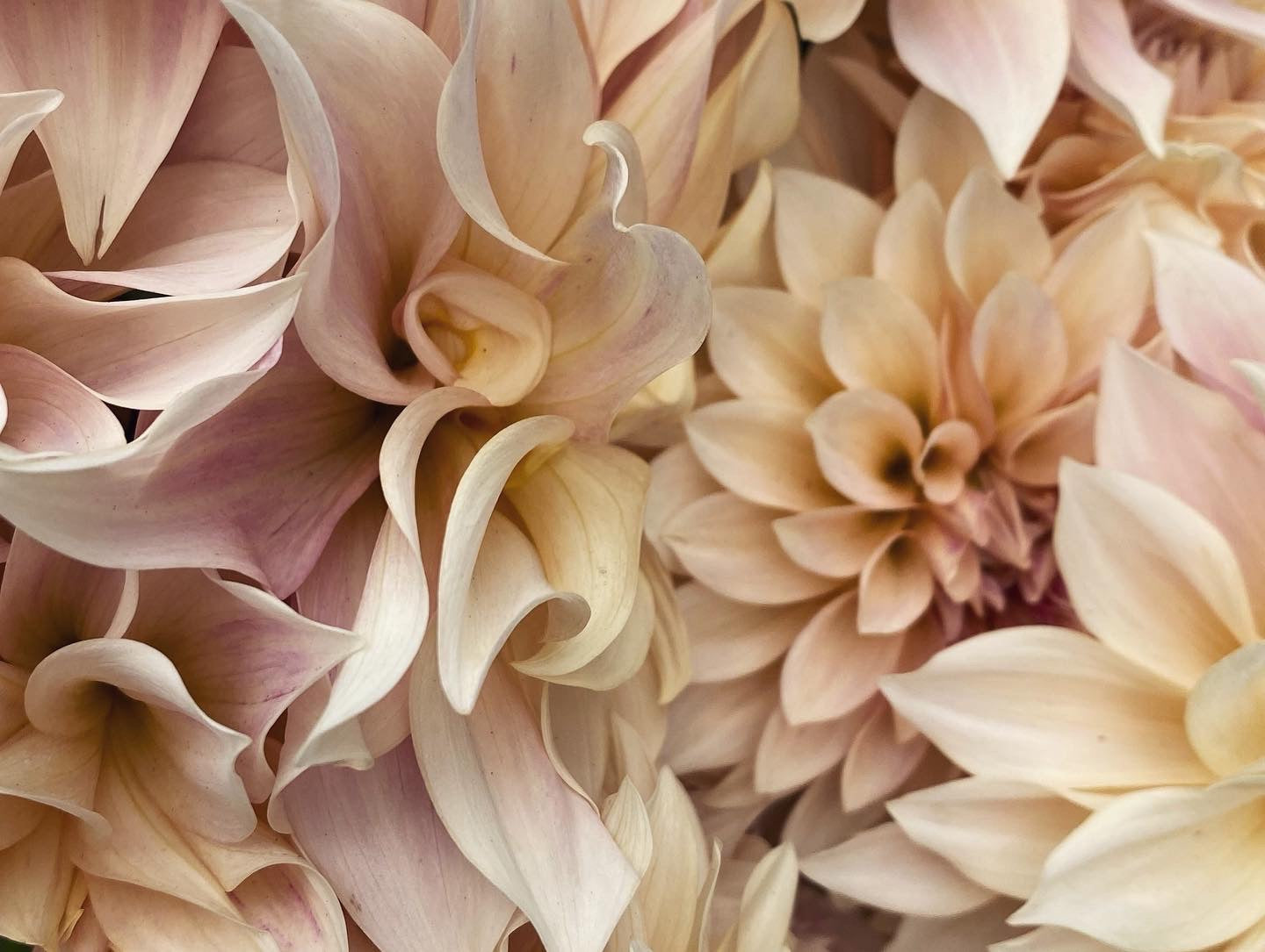 DAHLIA CAFE AU LAIT