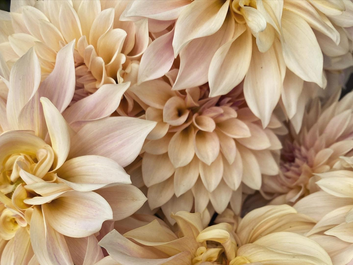 DAHLIA CAFE AU LAIT