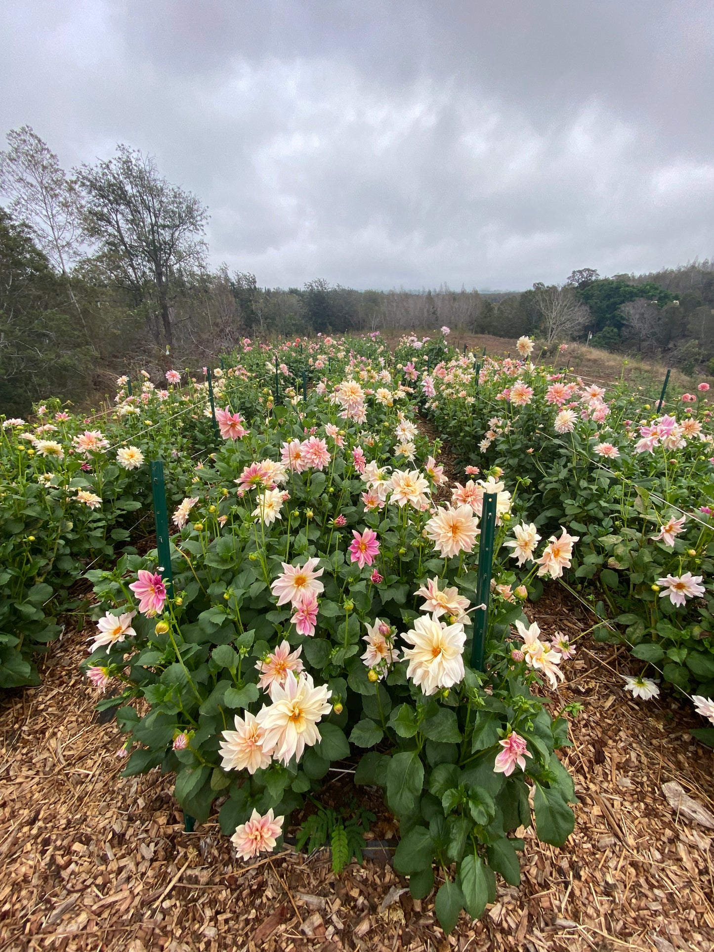 DAHLIA CAFE AU LAIT