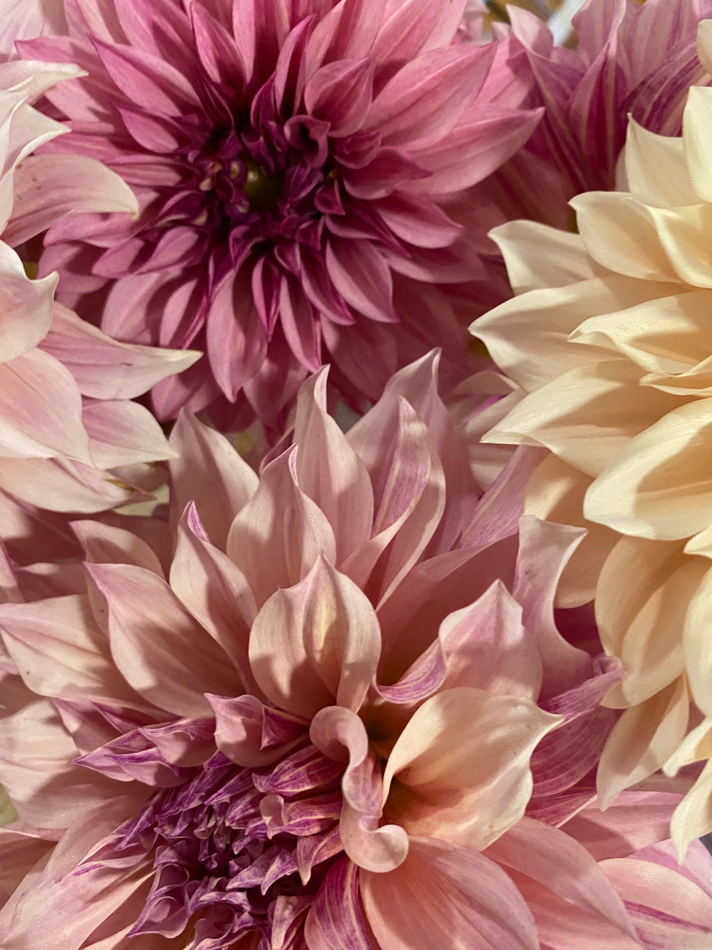 DAHLIA CAFE AU LAIT