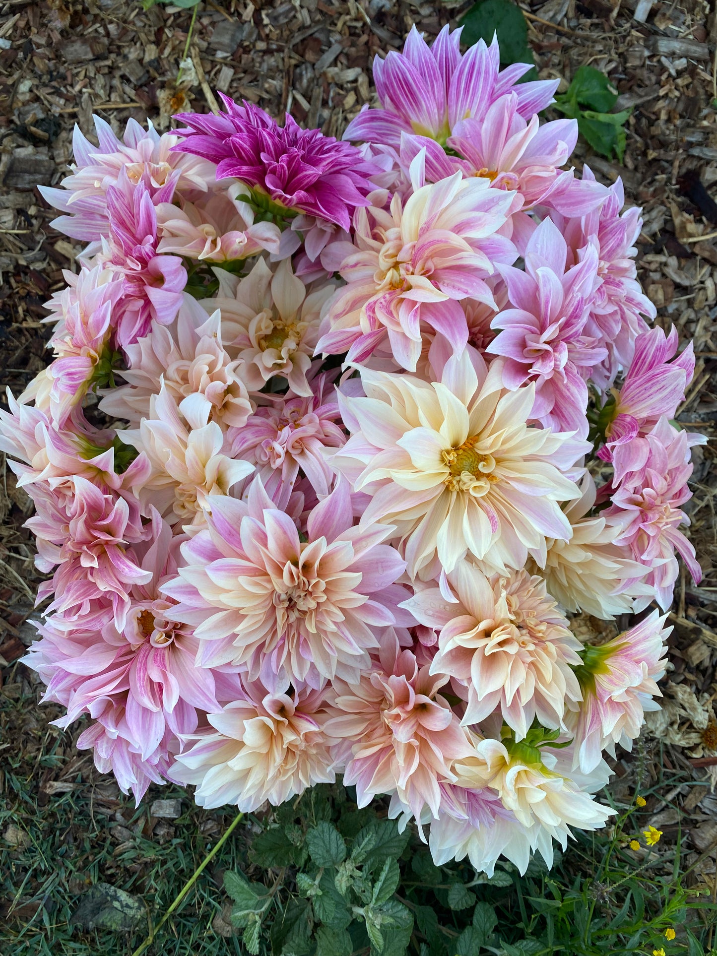 DAHLIA CAFE AU LAIT