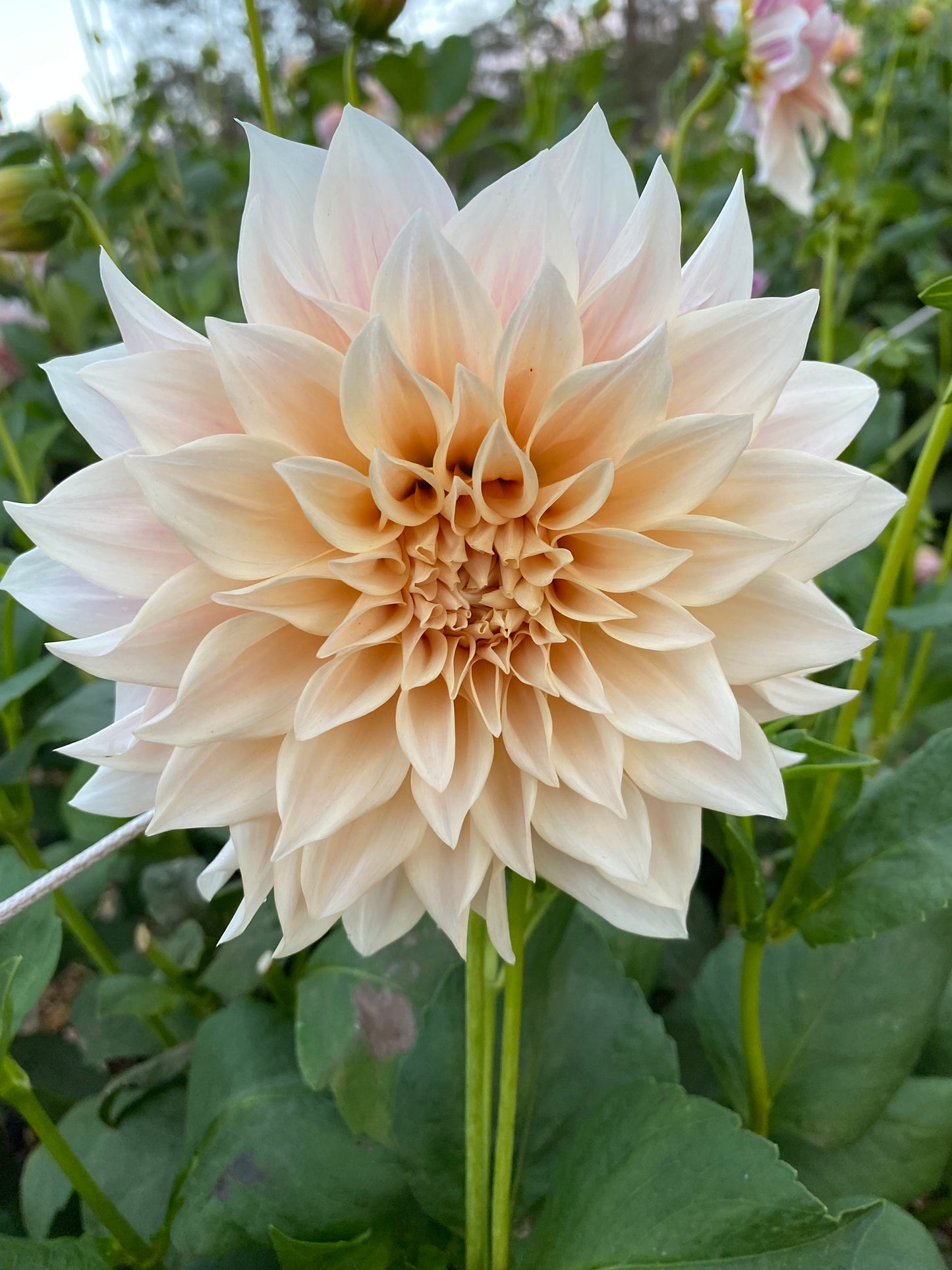 DAHLIA CAFE AU LAIT