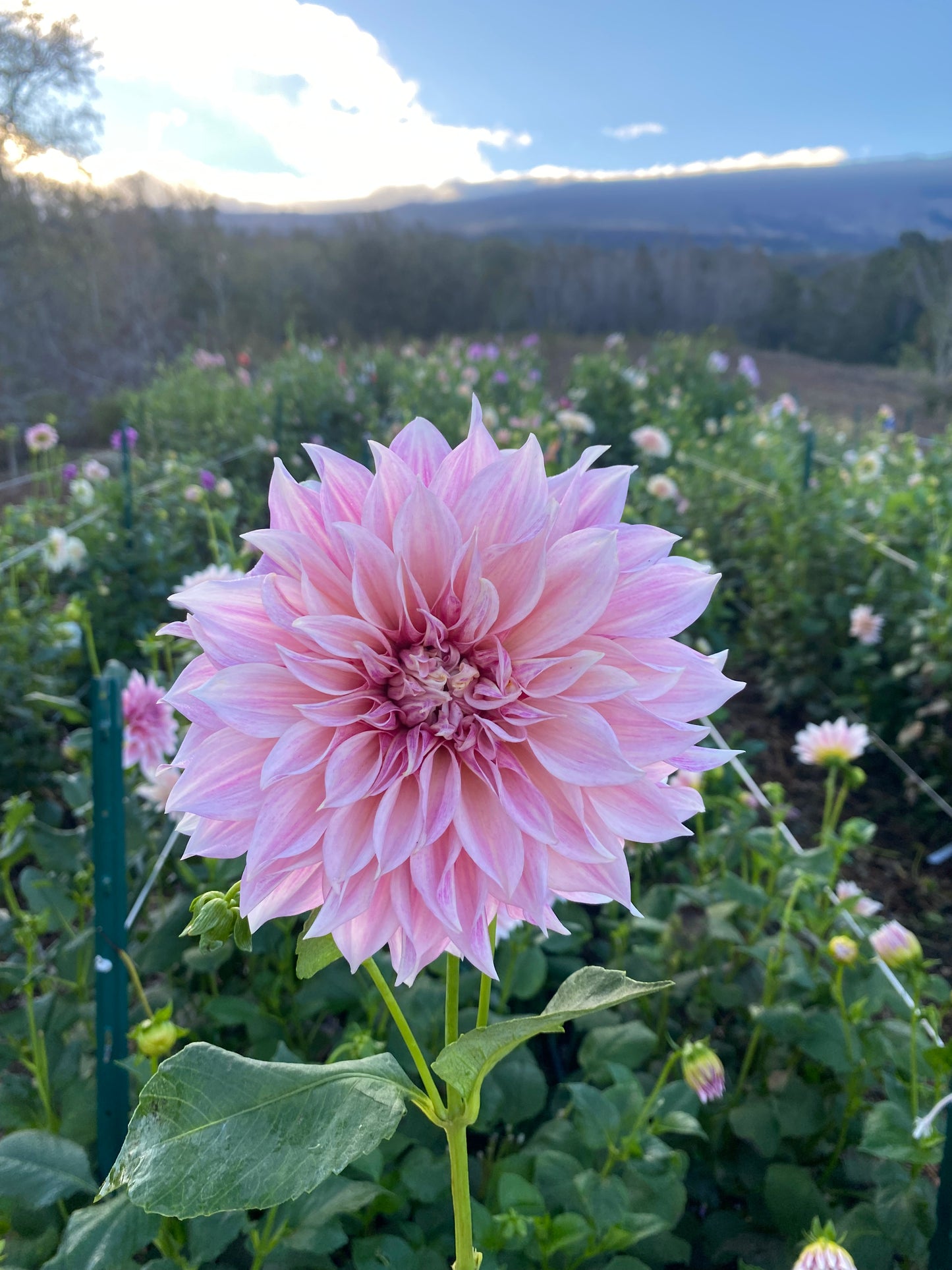 DAHLIA CAFE AU LAIT