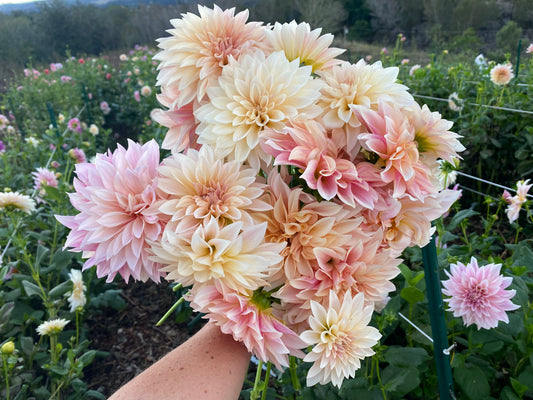 DAHLIA CAFE AU LAIT