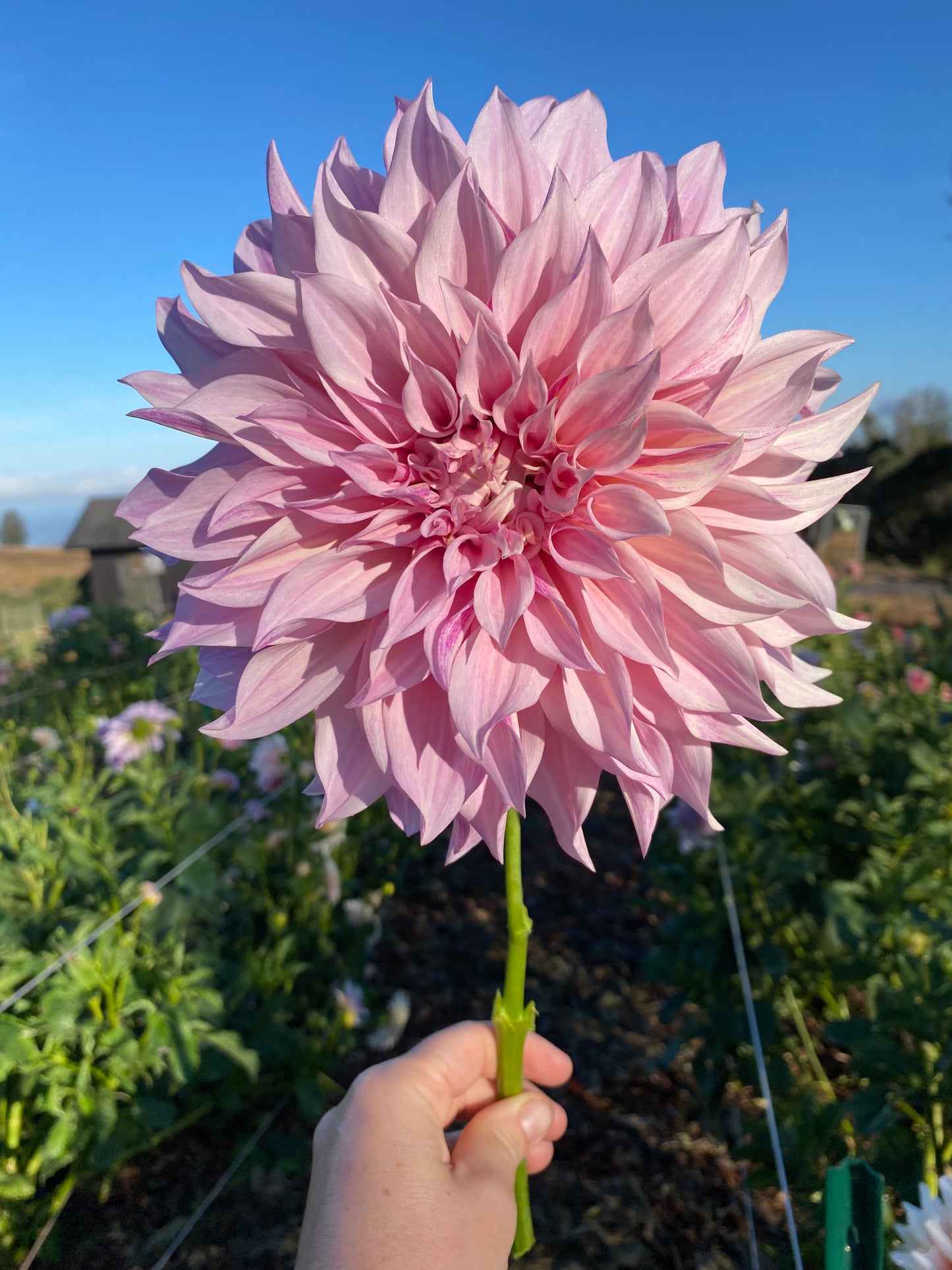 DAHLIA CAFE AU LAIT