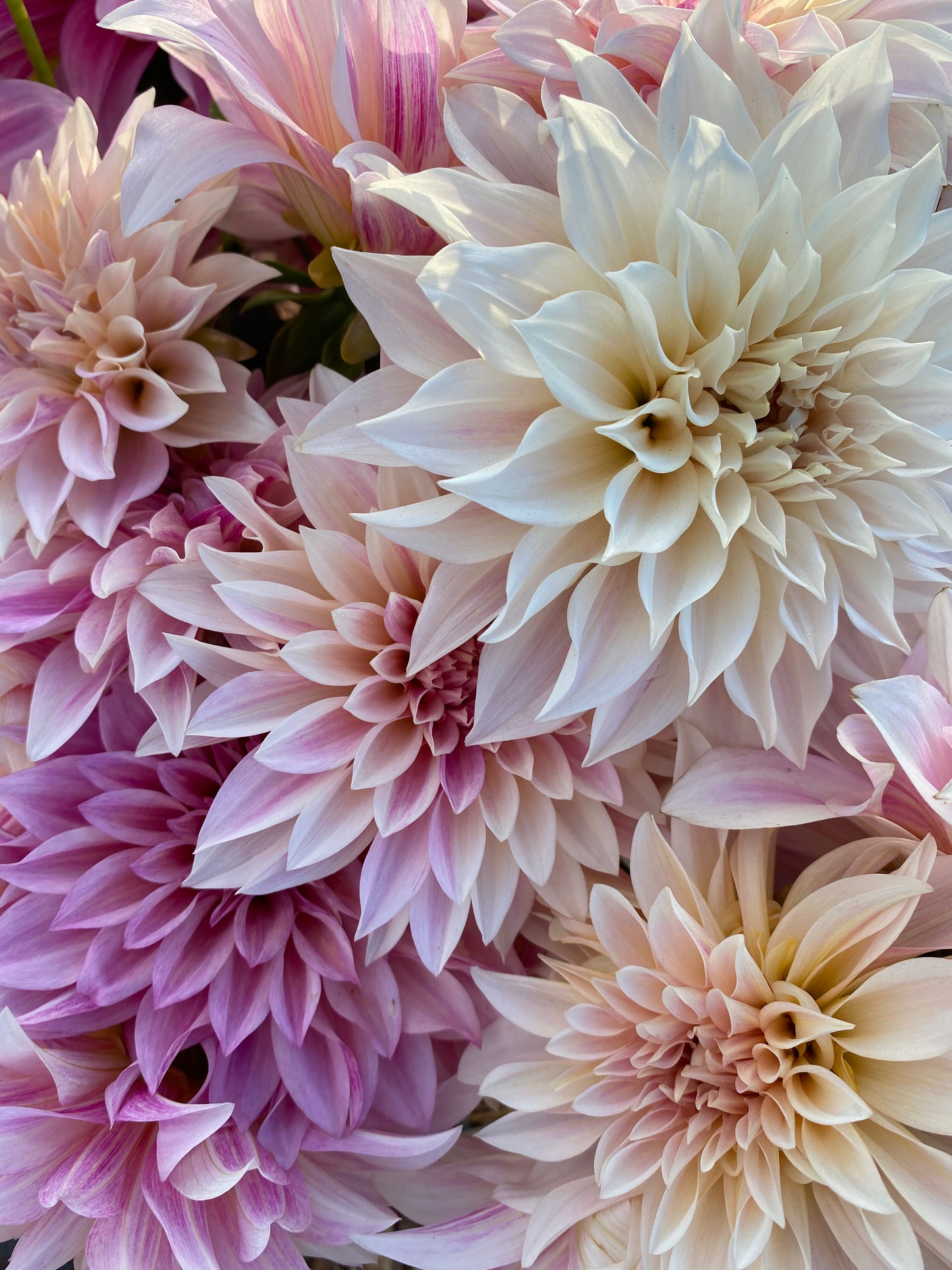 DAHLIA CAFE AU LAIT