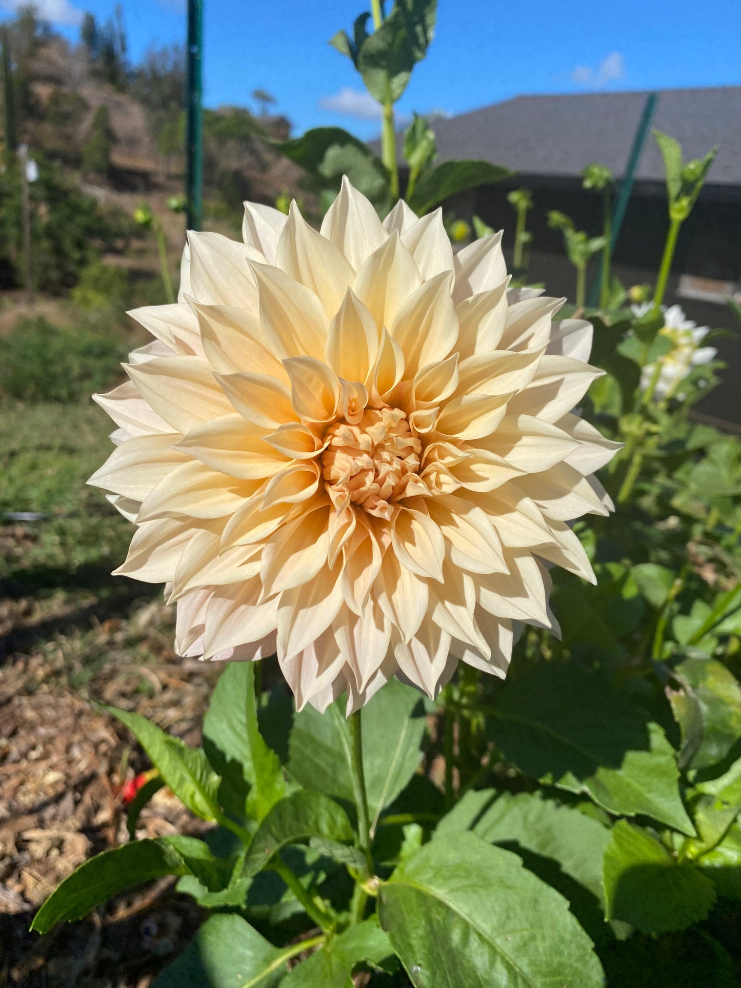 DAHLIA CAFE AU LAIT